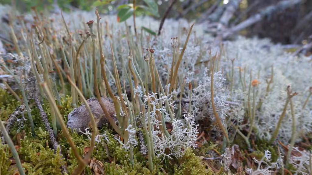 Giant Cladonia Lichen, photo 1 of 5