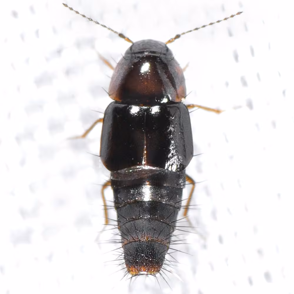 Vermiculated Rove Beetle, photo 1 of 5