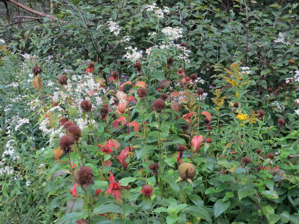 Monarde écarlate, En fruits