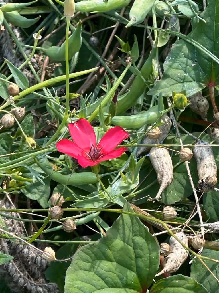 Lin à grandes fleurs, En fruits