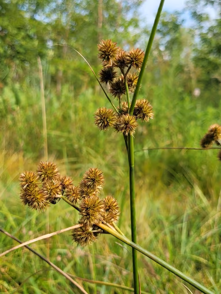 Torrey's rush, In fruit