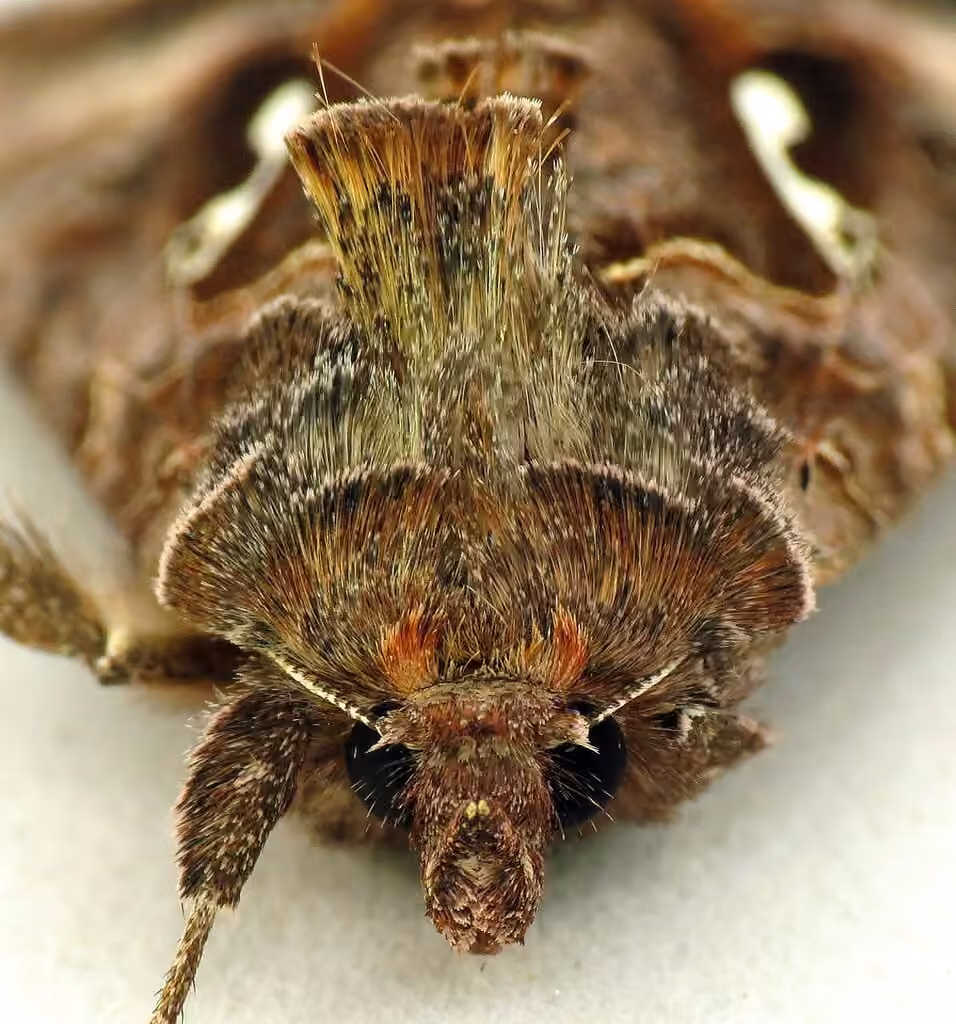 Common Looper Moth, photo 2 sur 5
