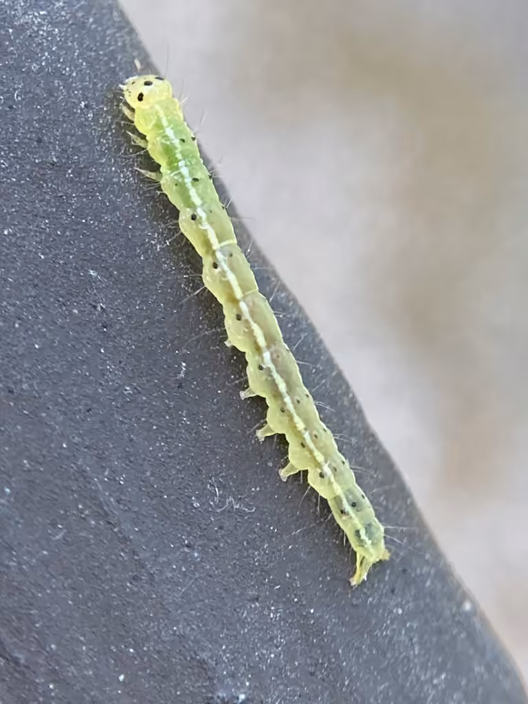 Gray-edged Snout, Chenille