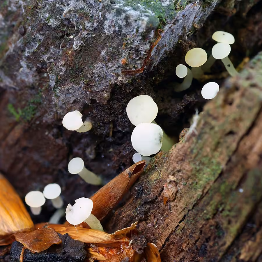 Cudonielle aciculée, photo 1 sur 5