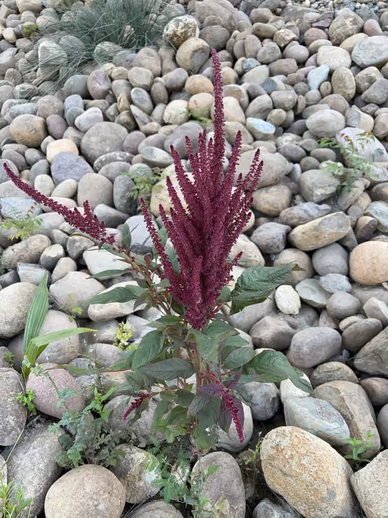Amarante couleur de sang, En fleurs