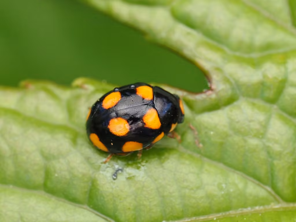 Coccinelle à points orangés, Femelle