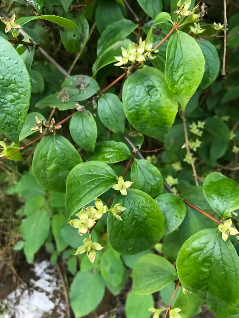 Sweet mock orange, In fruit