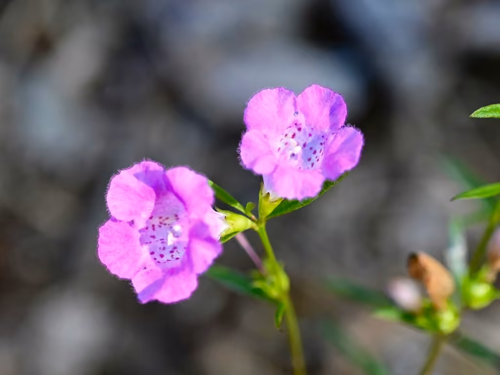 Purple false foxglove, photo 1 of 5