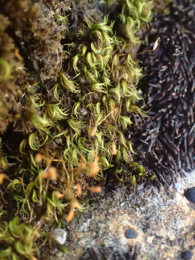 Faux-dicrane faucille, photo 2 sur 5