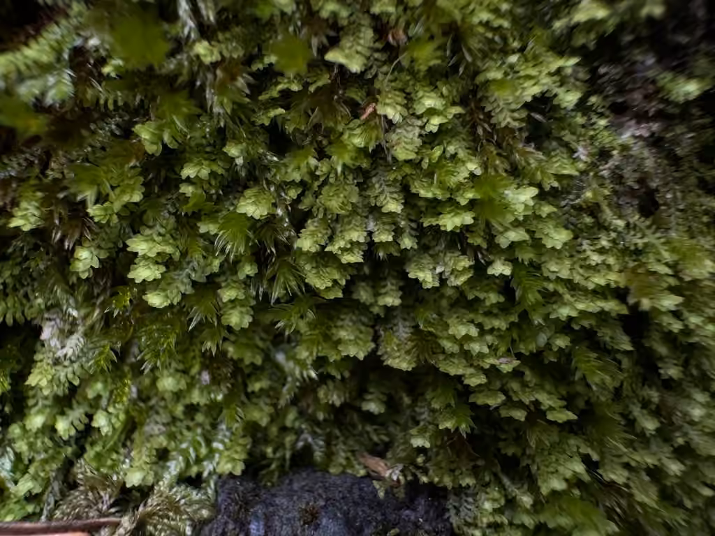 Alpine Earwort
