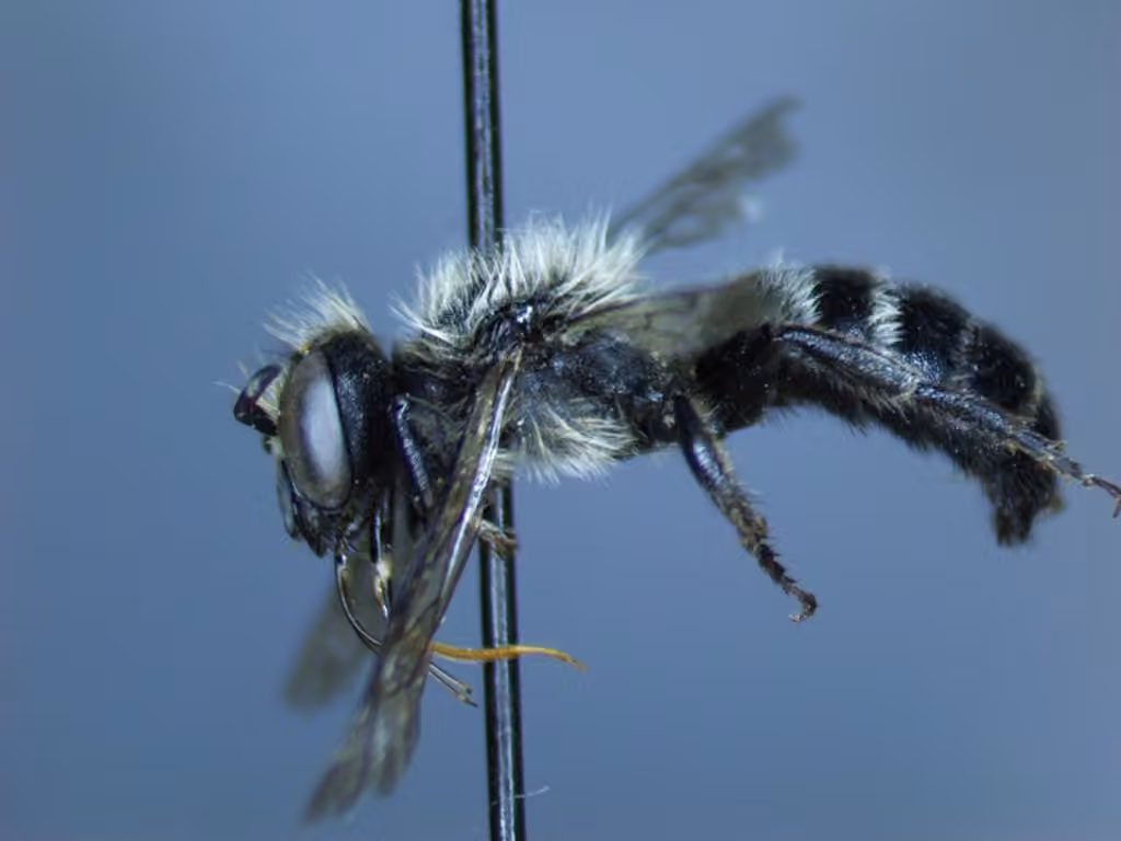 White-fronted Small-Mason, Male