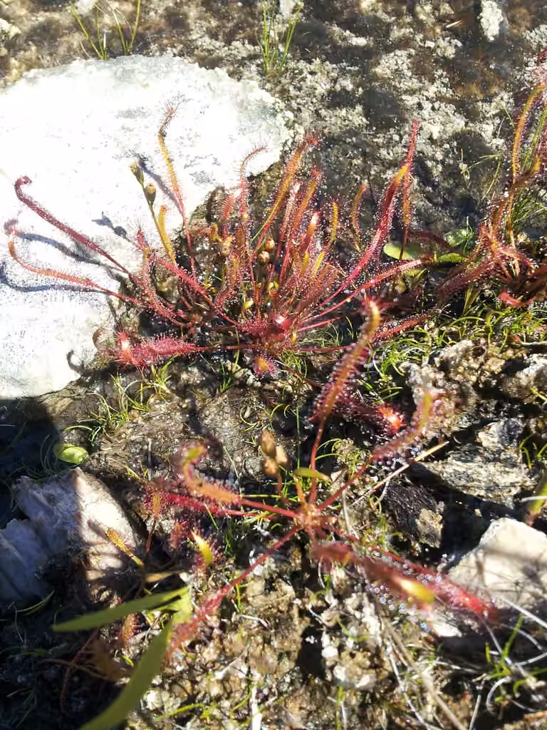 Linear-leaved sundew, photo 1 of 5