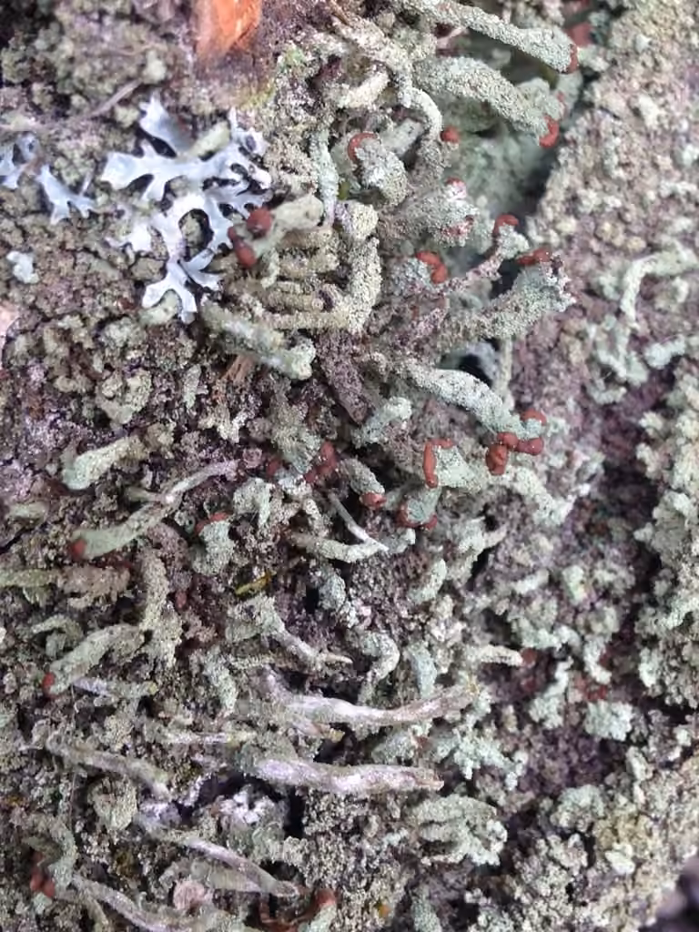 Cladonie à garde-fous, photo 2 sur 5