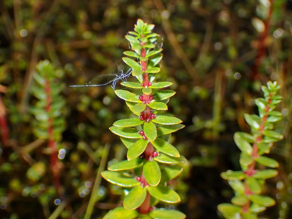 Fourleaf mare's-tail, In flower