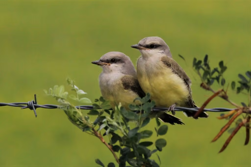 Western Kingbird, Juvenile