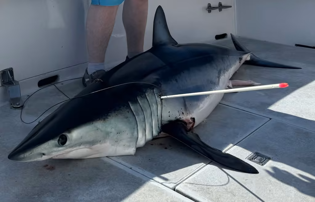 Requin-taupe bleu, Mâle