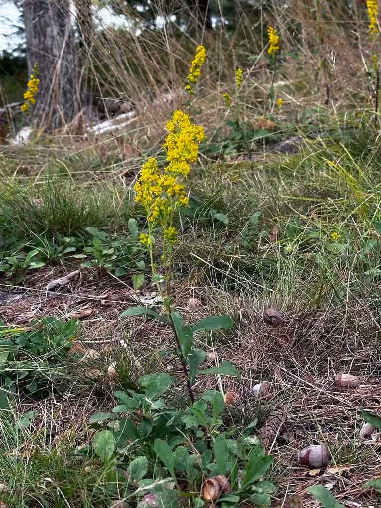 Verge d'or pubérulente, En boutons