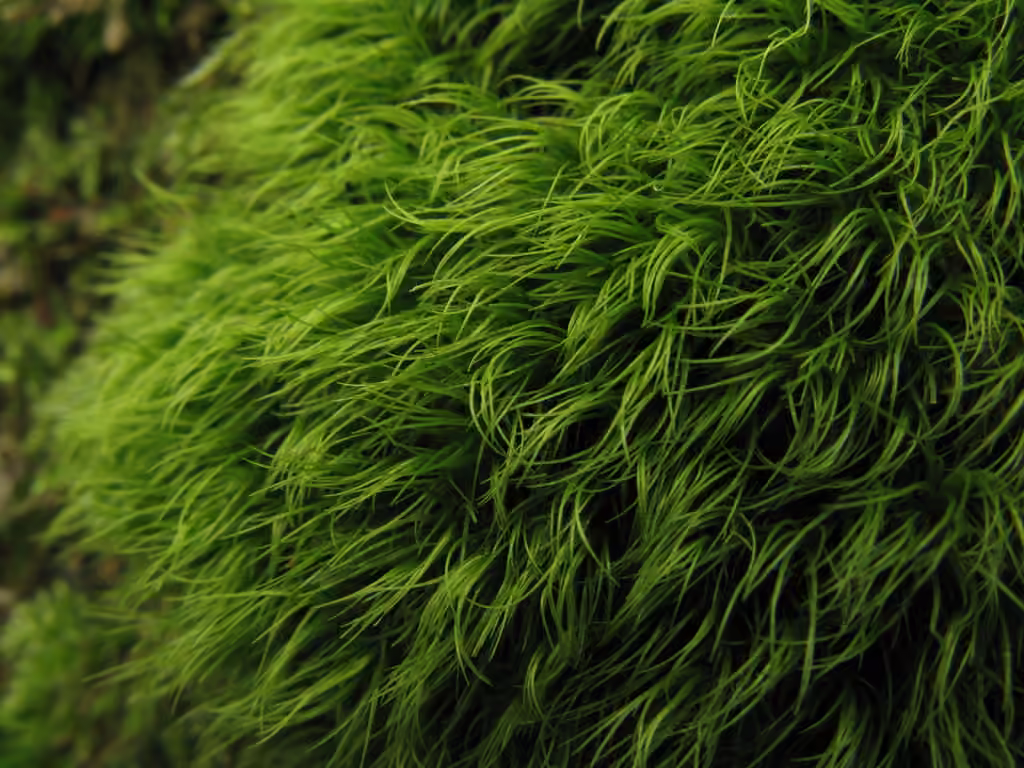 Tricot à feuilles longues, photo 1 sur 5