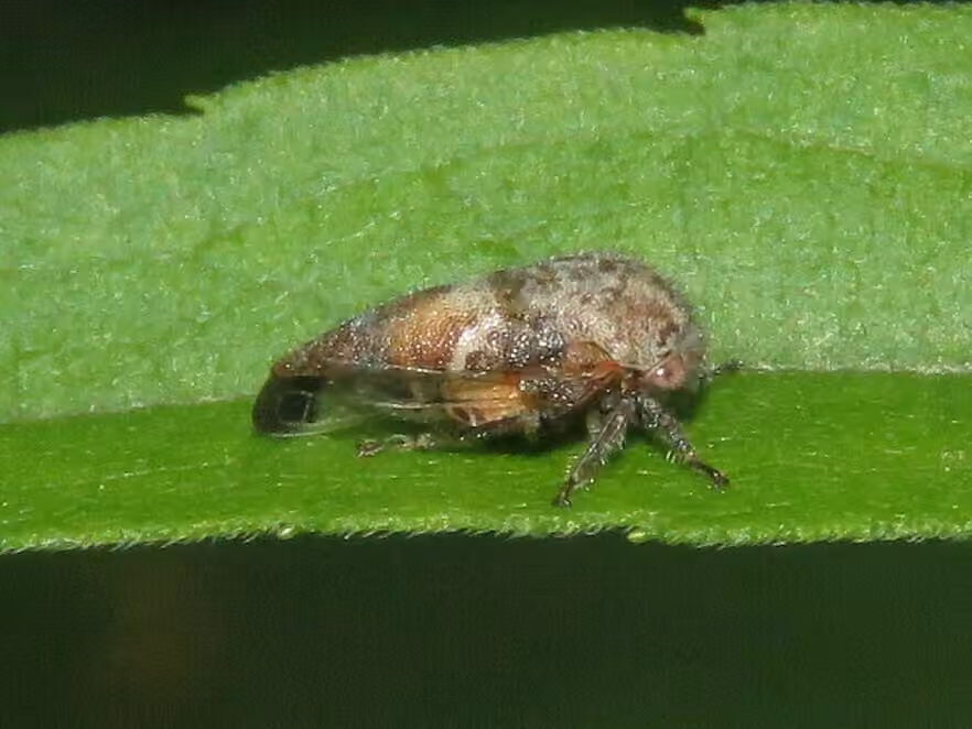 Cérèse pubescente, photo 3 of 5