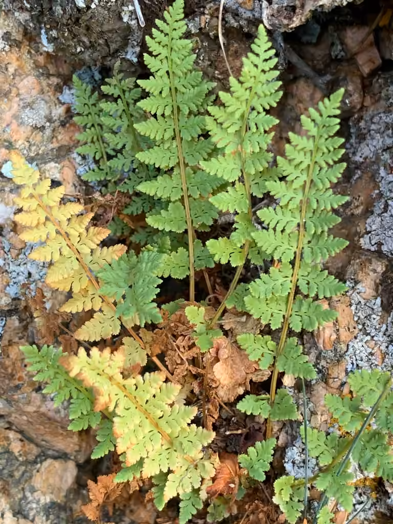 Oregon woodsia, photo 2 of 5