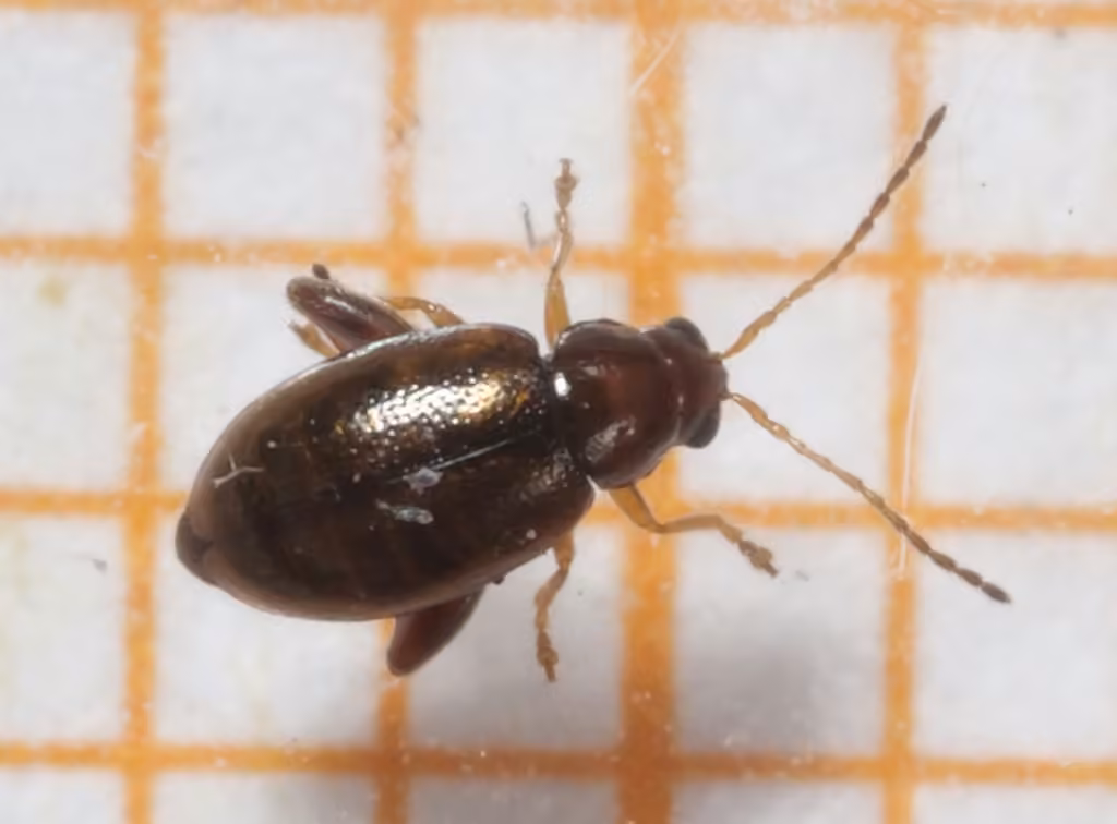 Leaf beetle, photo 2 of 5