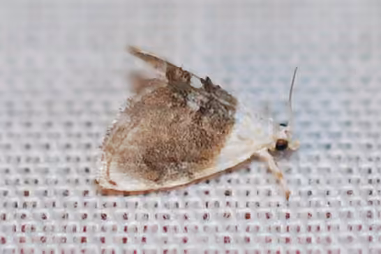 Sooty Lipocosmodes Moth, photo 2 of 5