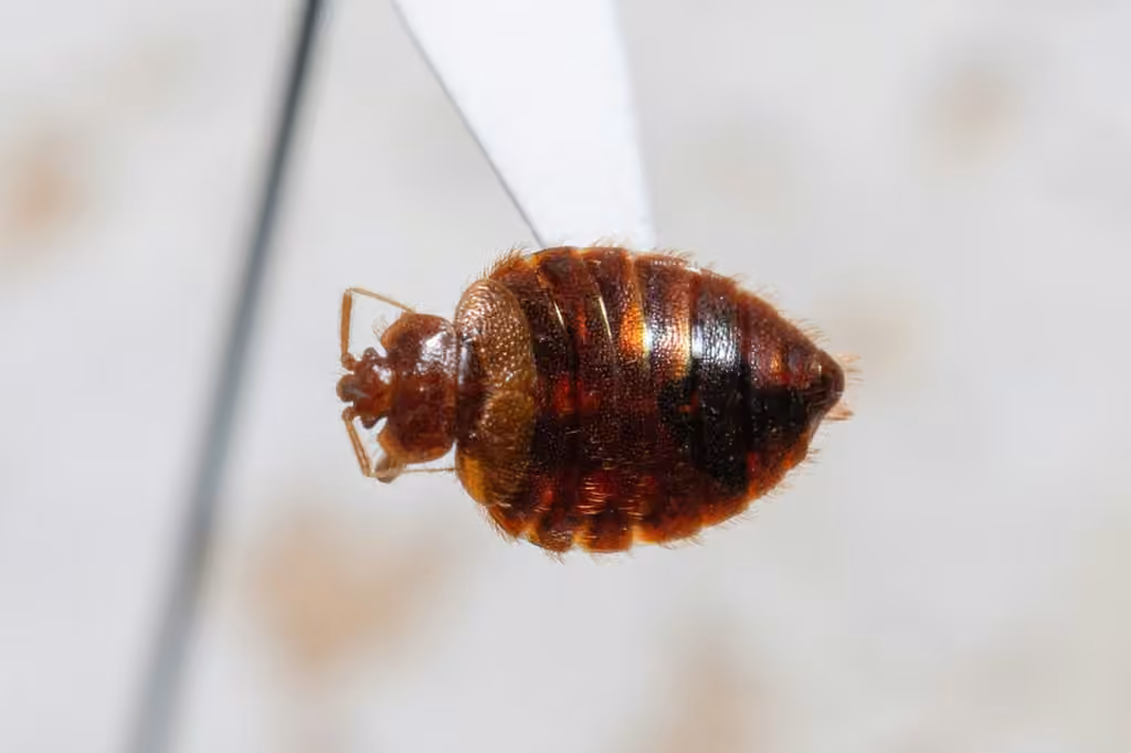 Eastern Bat Bug, photo 3 sur 5