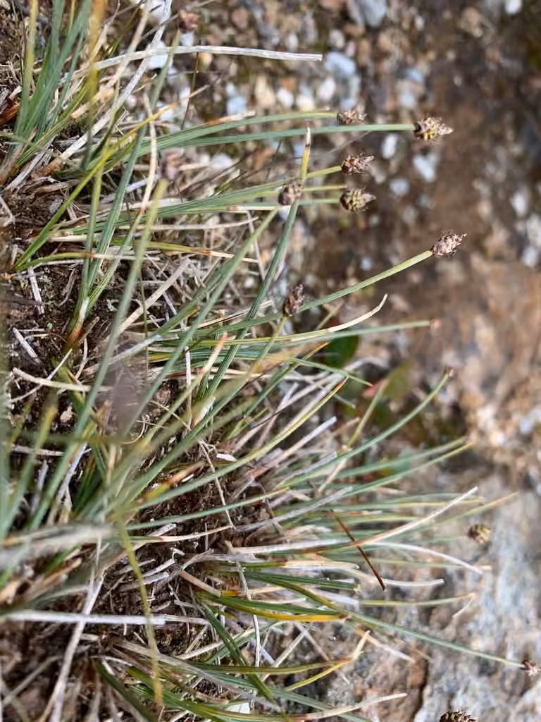 Carex arctogène, En fleurs