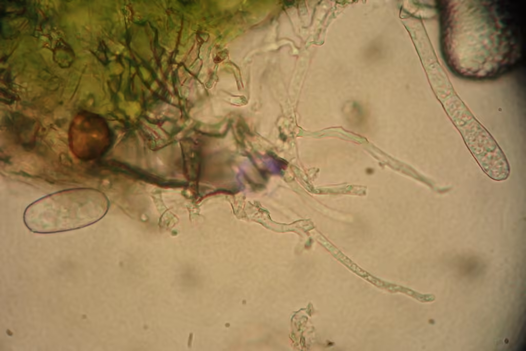 Oïdium de l'alliaire, photo 3 sur 5
