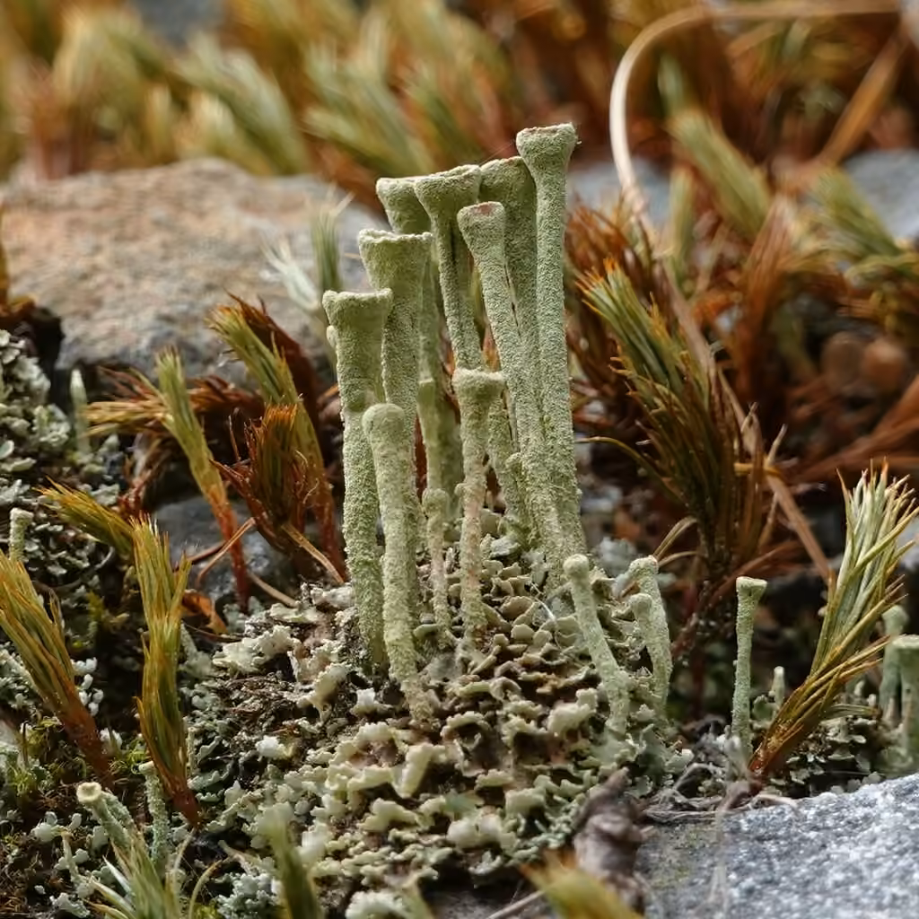 Cladonie frangée, photo 1 sur 5