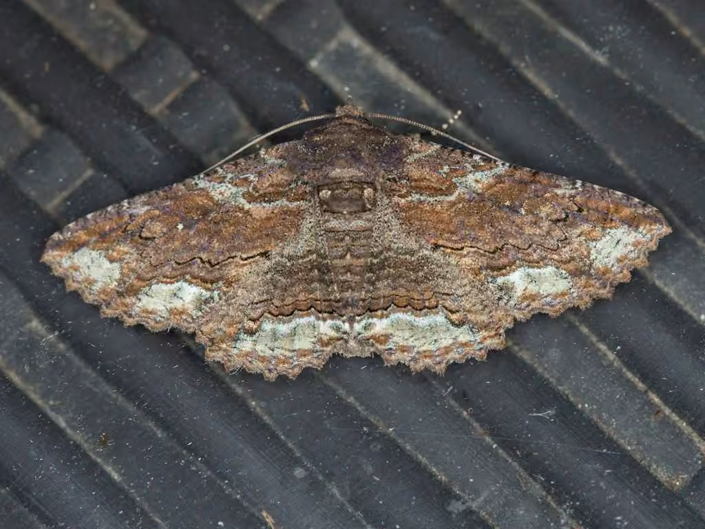Lunate Zale Moth, photo 3 sur 5