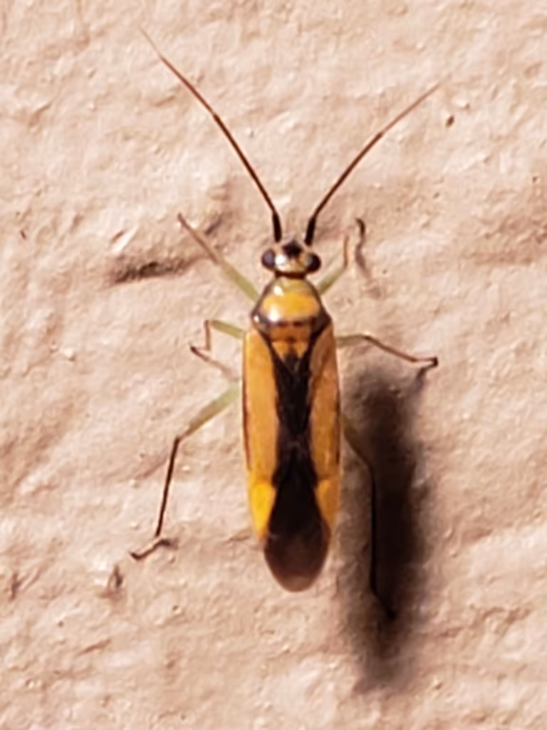 Orthotylus submarginatus, photo 2 of 5
