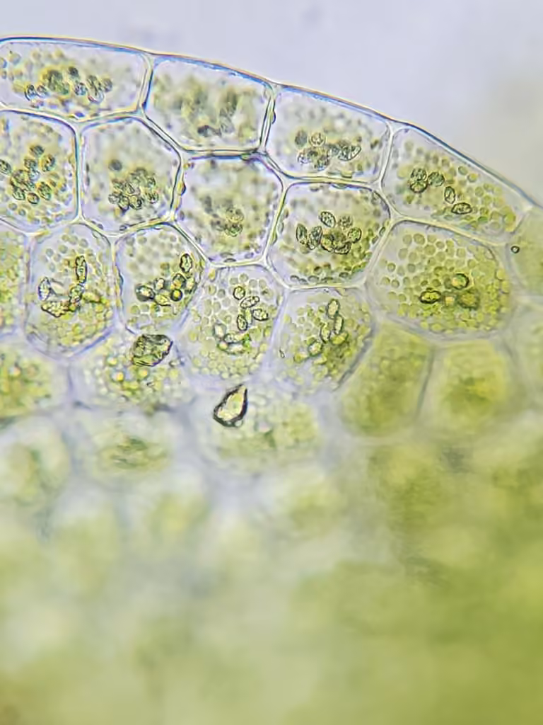 Square-leaved Crestwort, photo 3 of 5