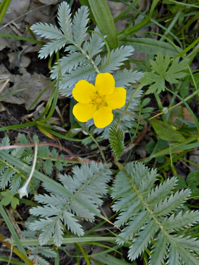 Potentille ansérine