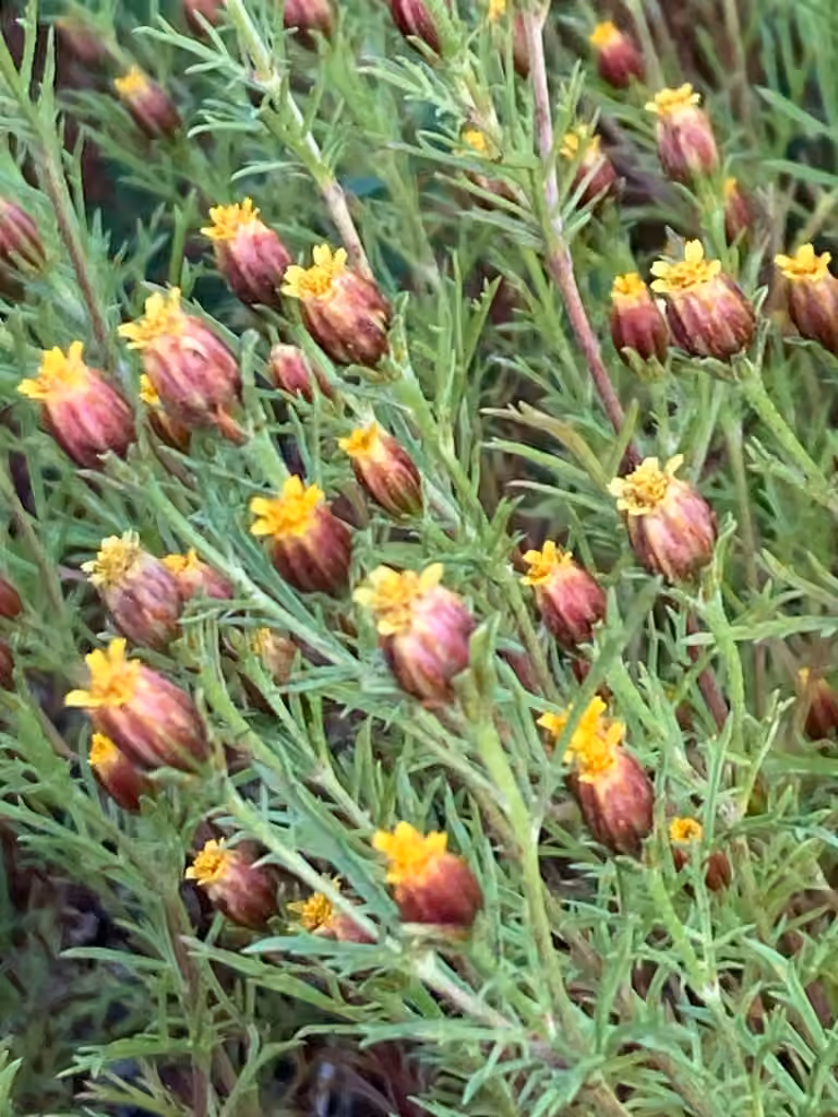 Fetid dogweed, photo 1 of 5
