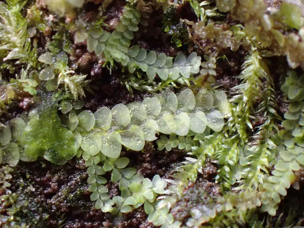 Mueller's Pouchwort, photo 2 of 5