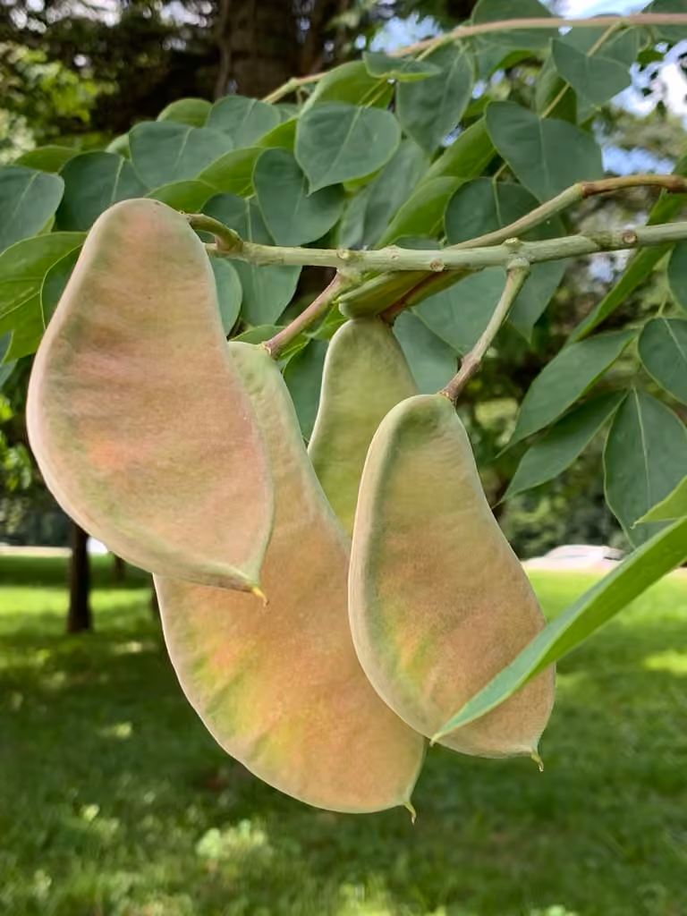 Kentucky coffeetree, In fruit
