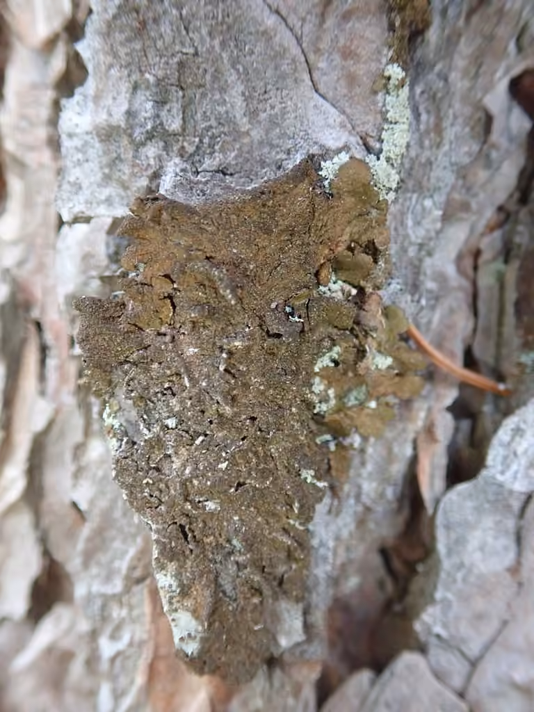 Abraded Camouflage Lichen, photo 3 of 5