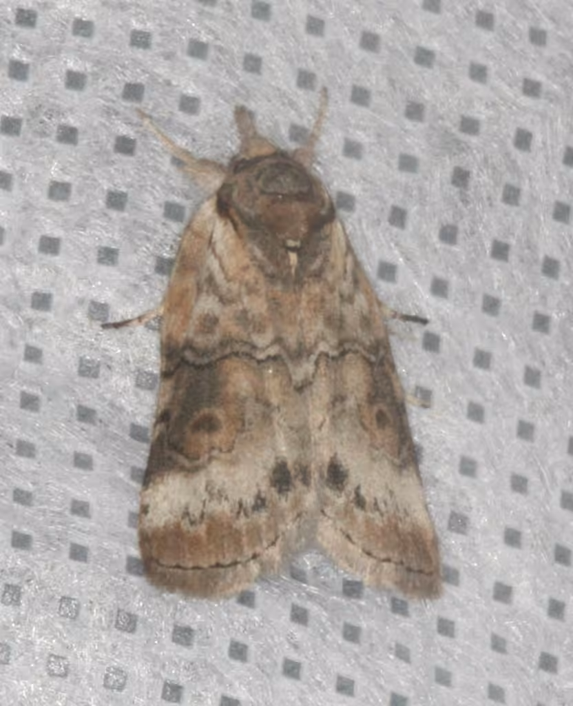 Grey Midget Moth, Adulte