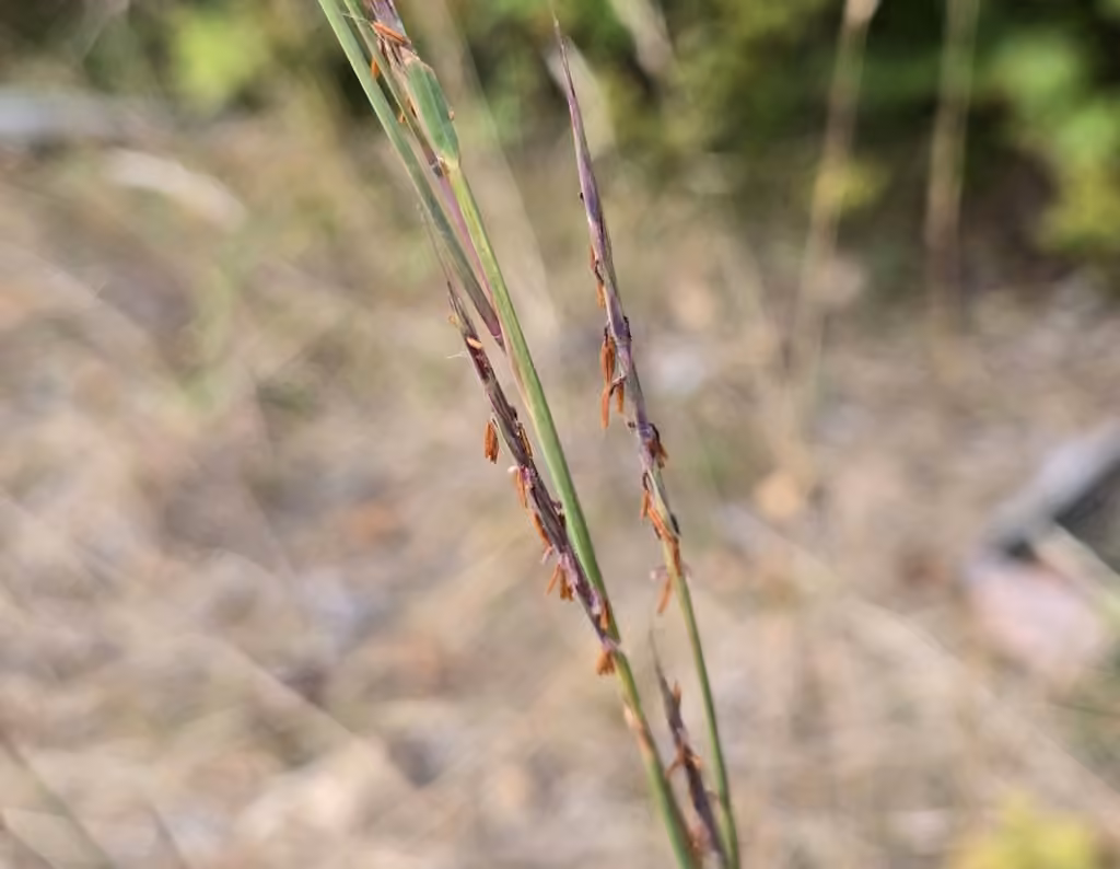 Little bluestem, In flower