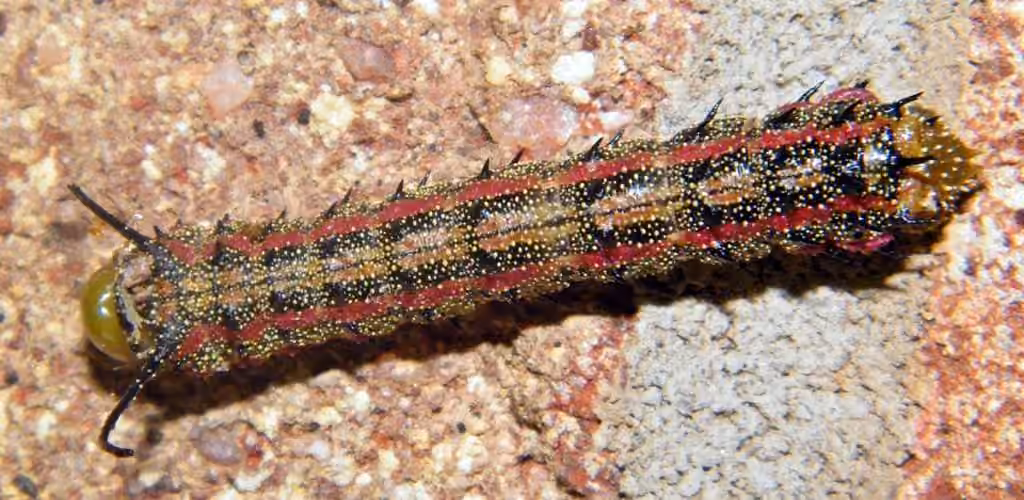 Pink-striped Oakworm Moth, Caterpillar