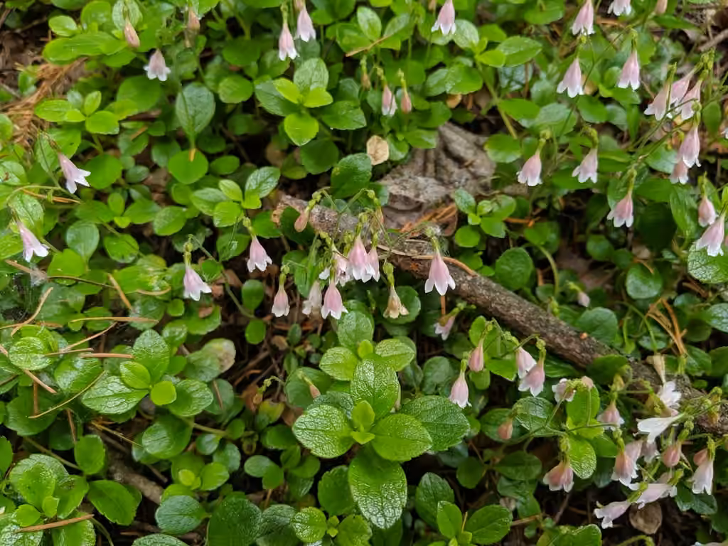 Linnée boréale, En fleurs