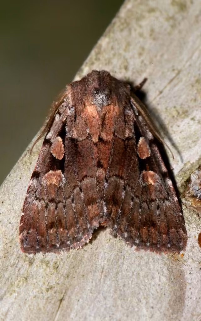 Praevia Dart, Adulte
