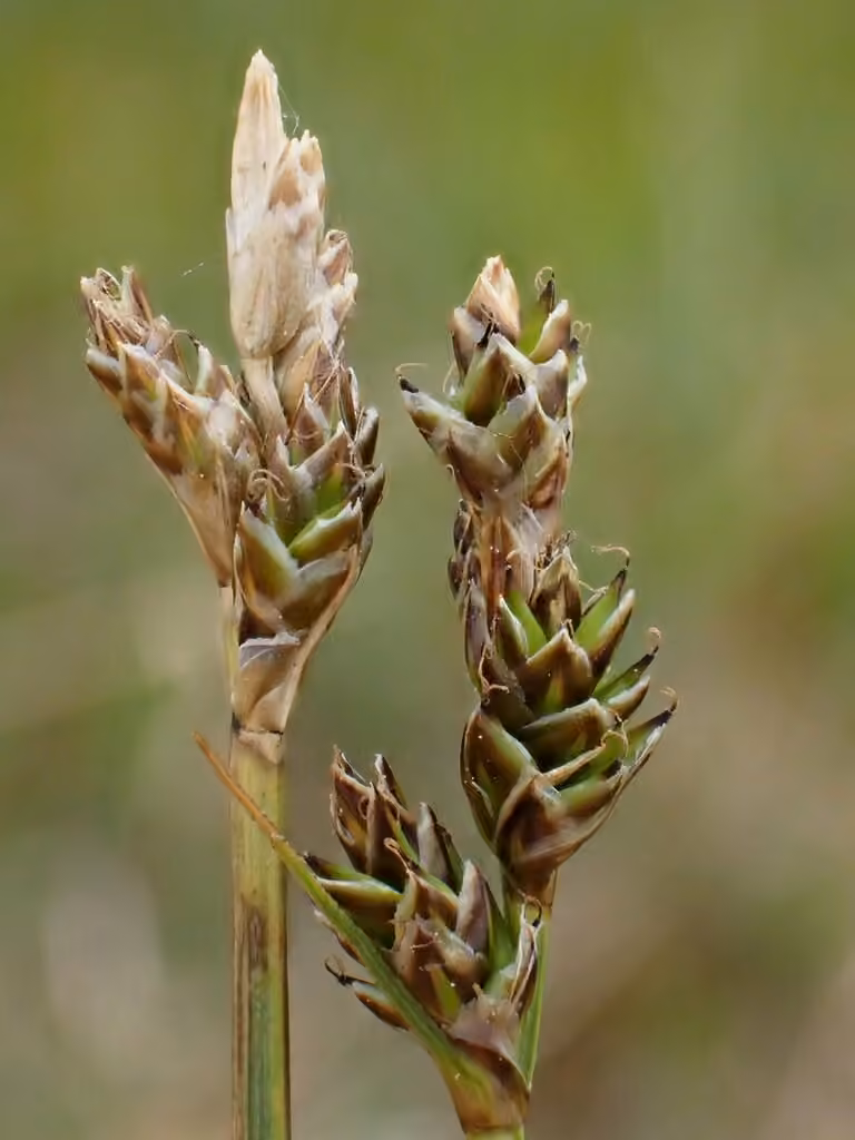 Hudson Bay sedge, photo 2 of 5