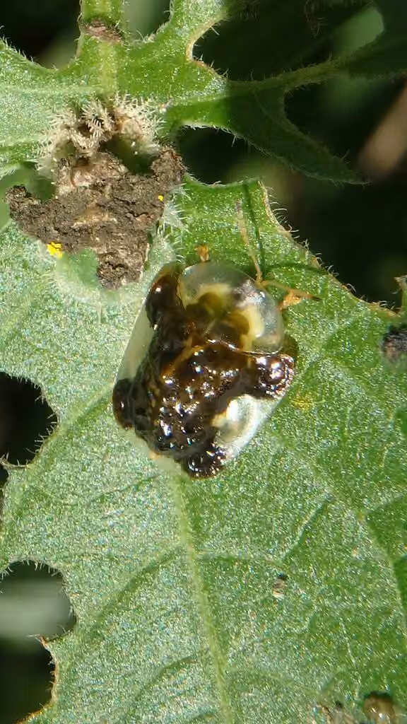 Clavate Tortoise Beetle, Pupa