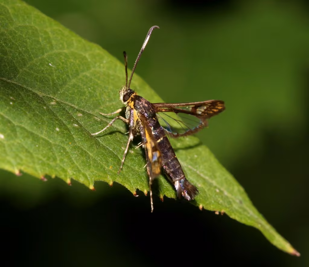 Ironweed Clearwing Moth, photo 2 sur 5