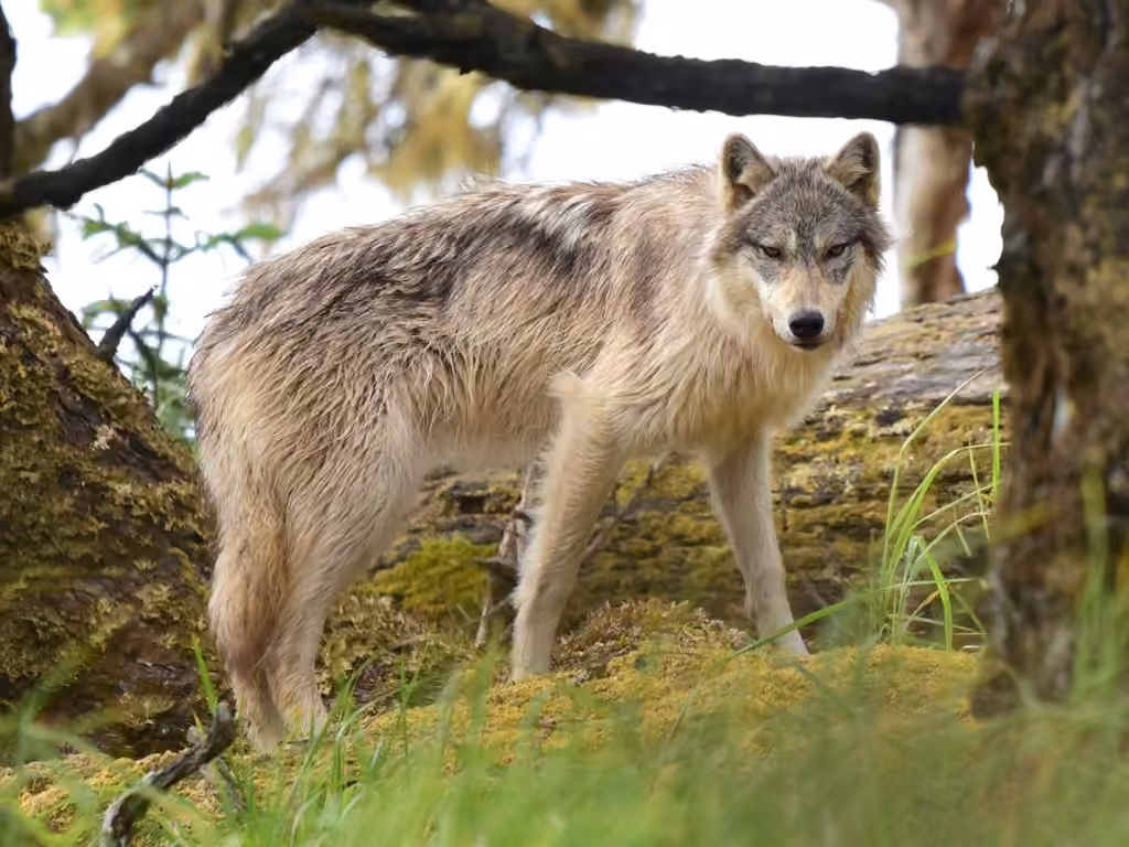 Loup, photo 1 sur 5