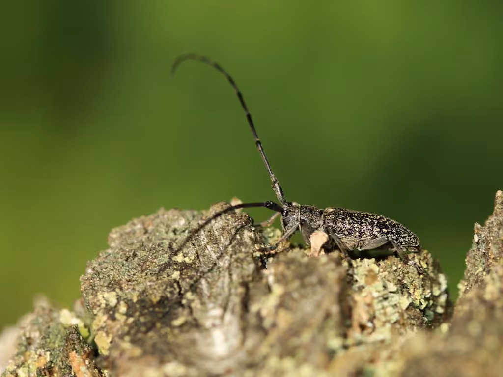 Longicorne ocellé, photo 3 sur 5