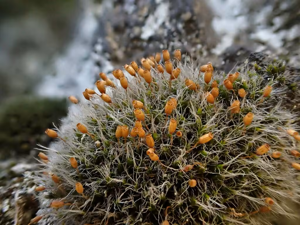 Oval dry rock moss