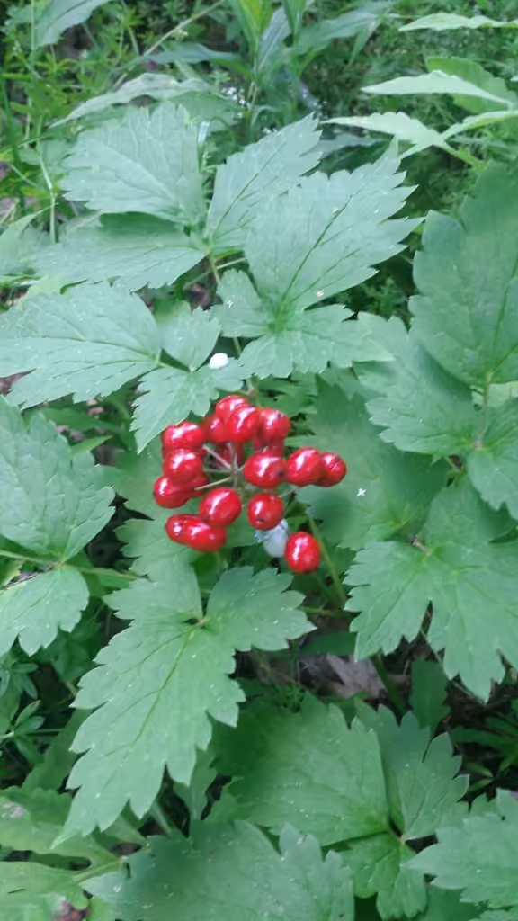 Actée rouge, En fruits